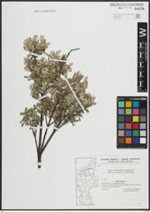 Foto von Salix arenaria L.